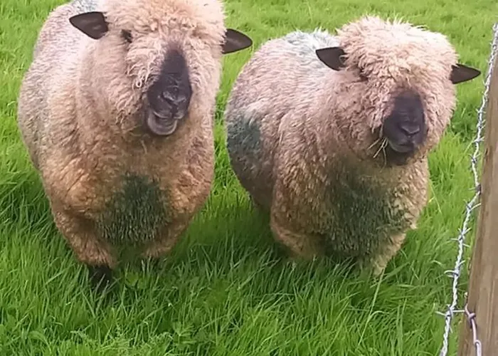 Cosy Shay Bank W/ Kingbed - Near Skipton. Feriehus *